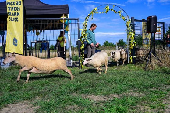 Schapen rennen zonnepark Enter is tijdens officiele opening 