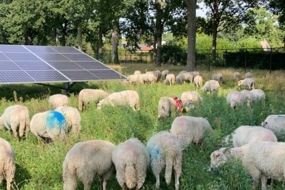 Grazende schapen in zonnepark Waalre 